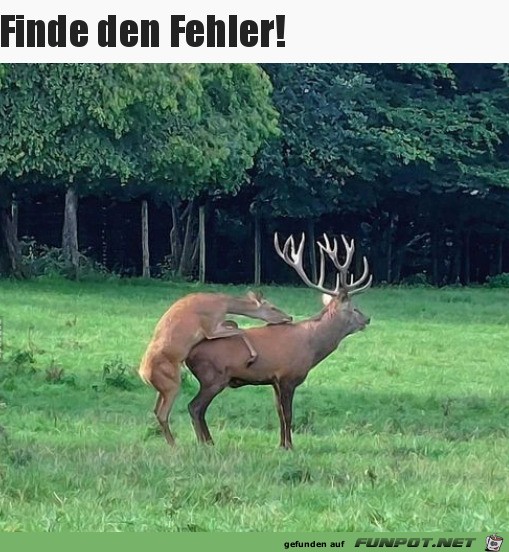 Finde den Fehler