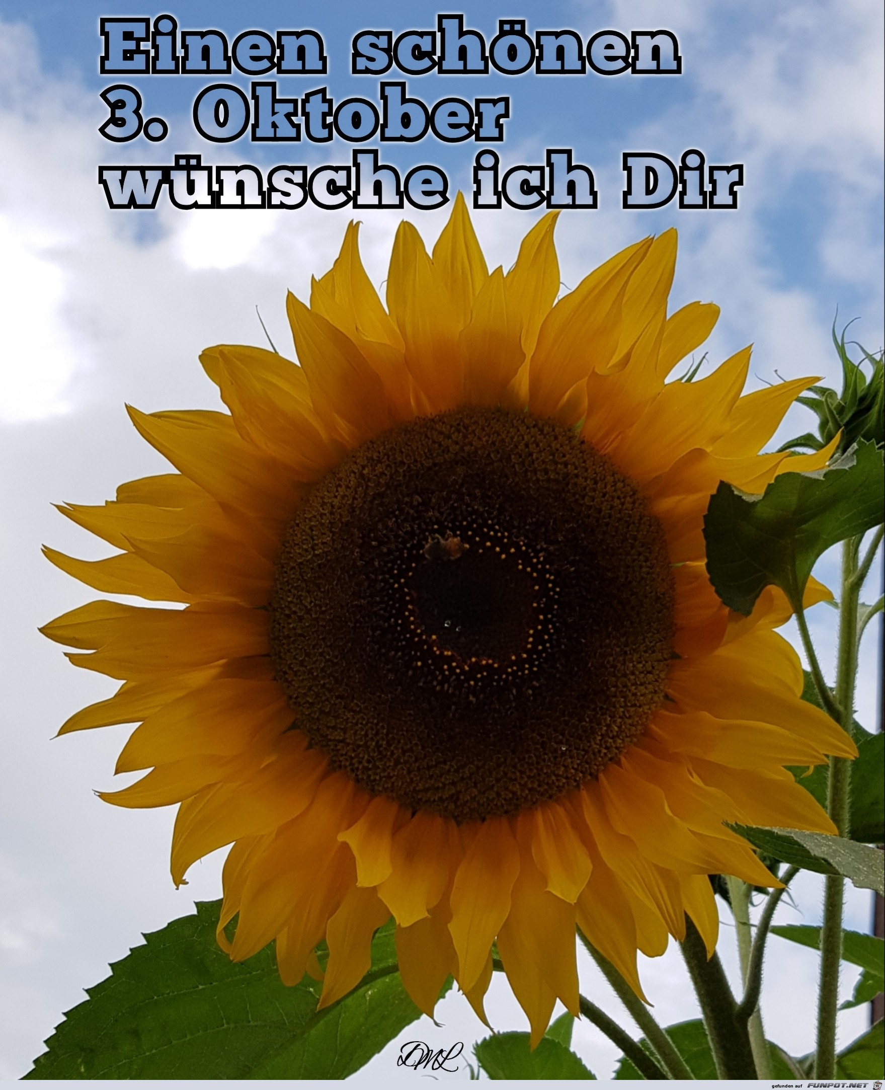 3. Oktober Sonnenblume