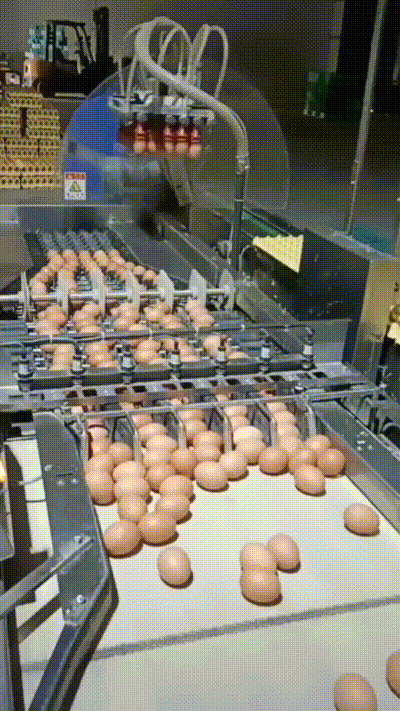 Eier-Sortierer