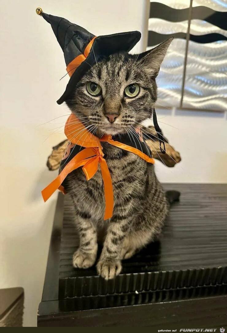 Halloween-Katze