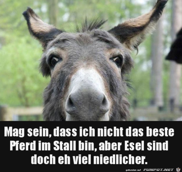 herzige Tierbilder