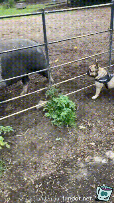 Hund will mit Schwein spielen