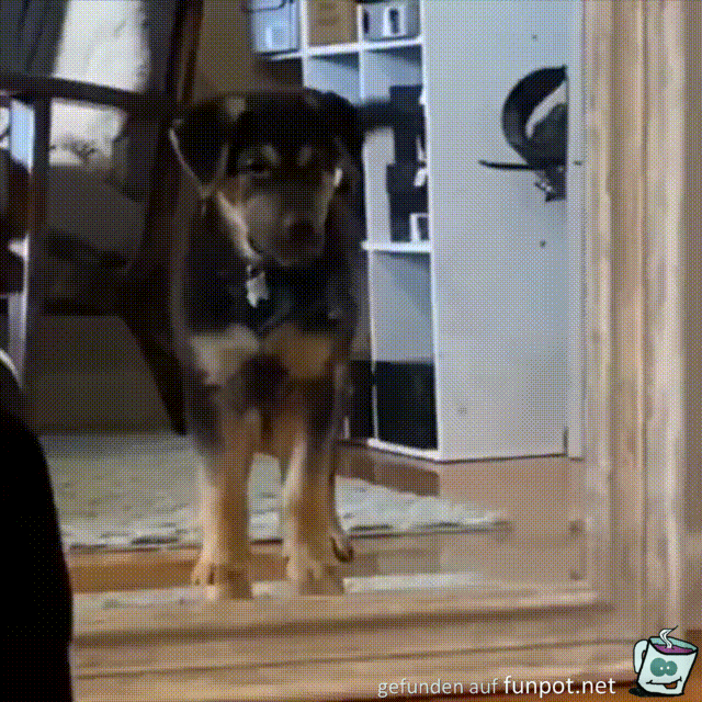 Hund im Spiegel