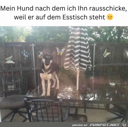 Mein Hund