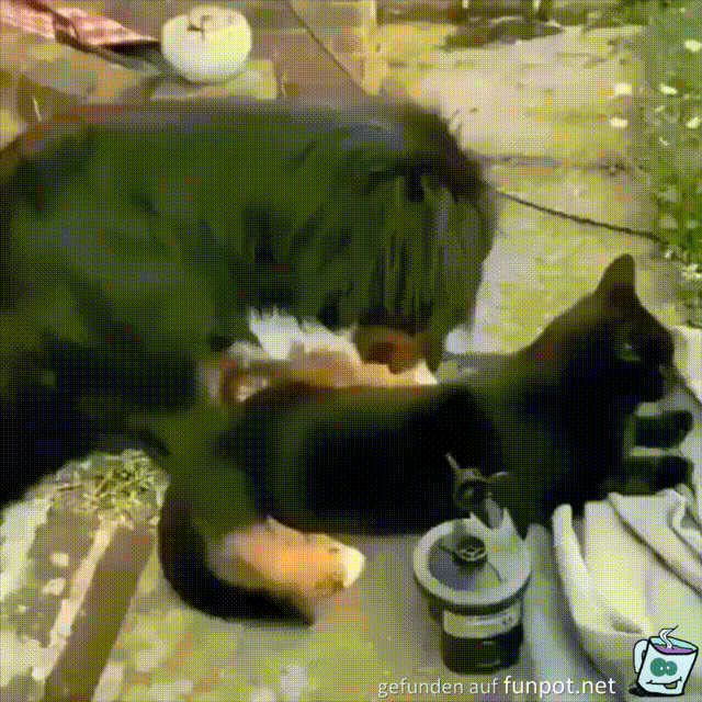 Hund streichelt die Katze