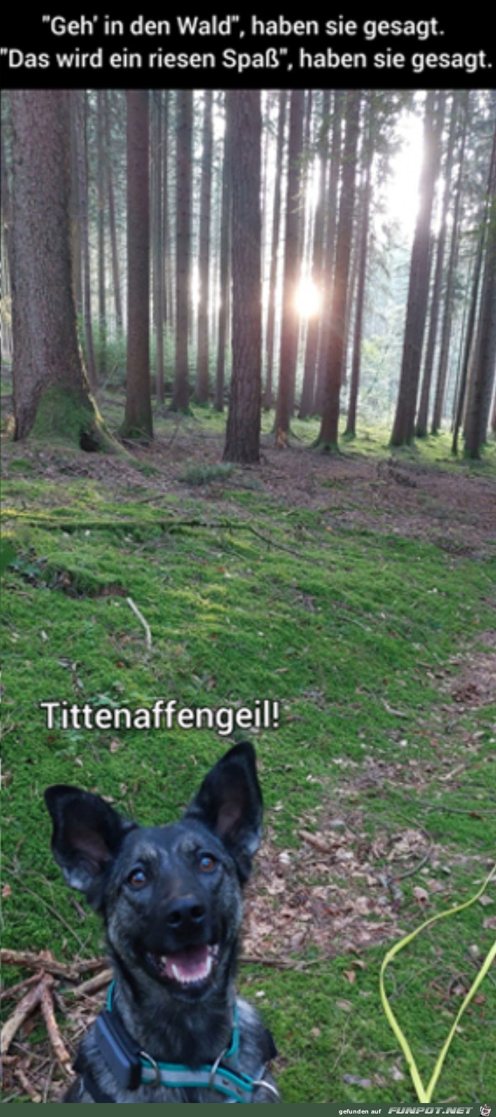 Geh in den Wald