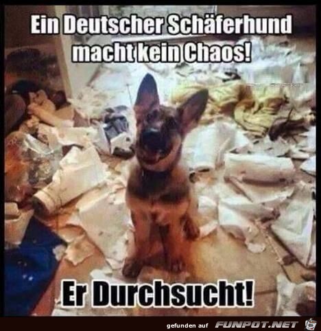 Deutscher Schferhund