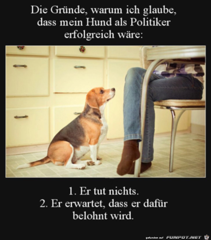 Hund als Politiker