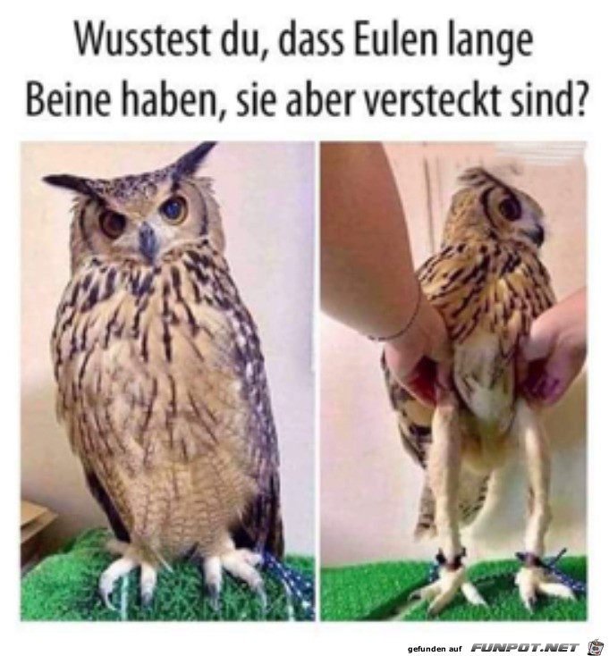 Eulen haben lange Beine