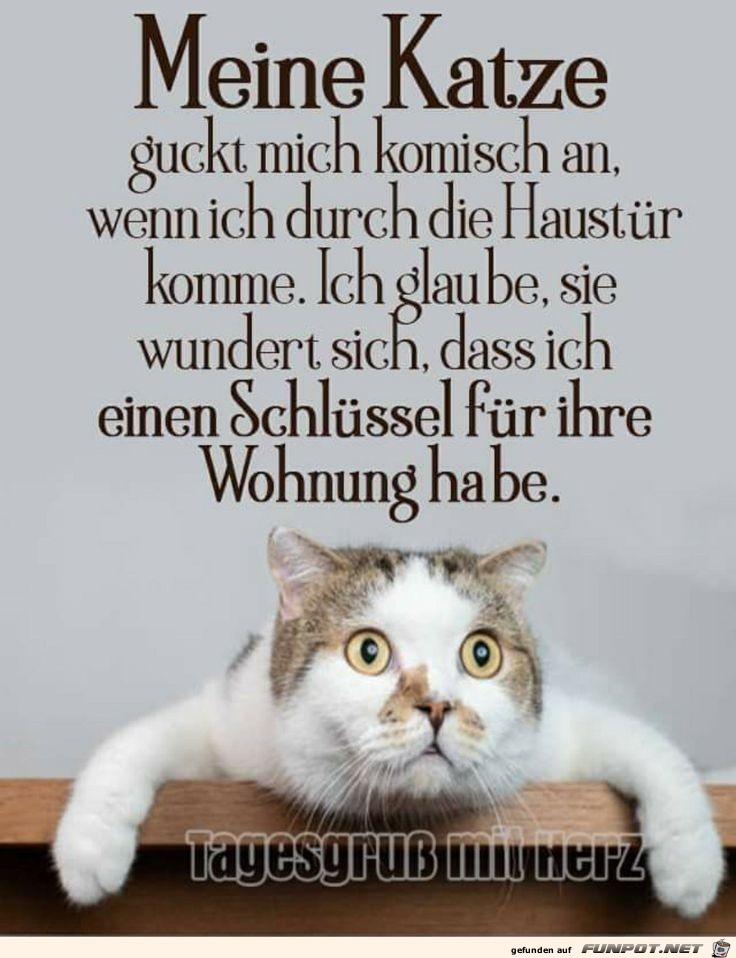 meine katze