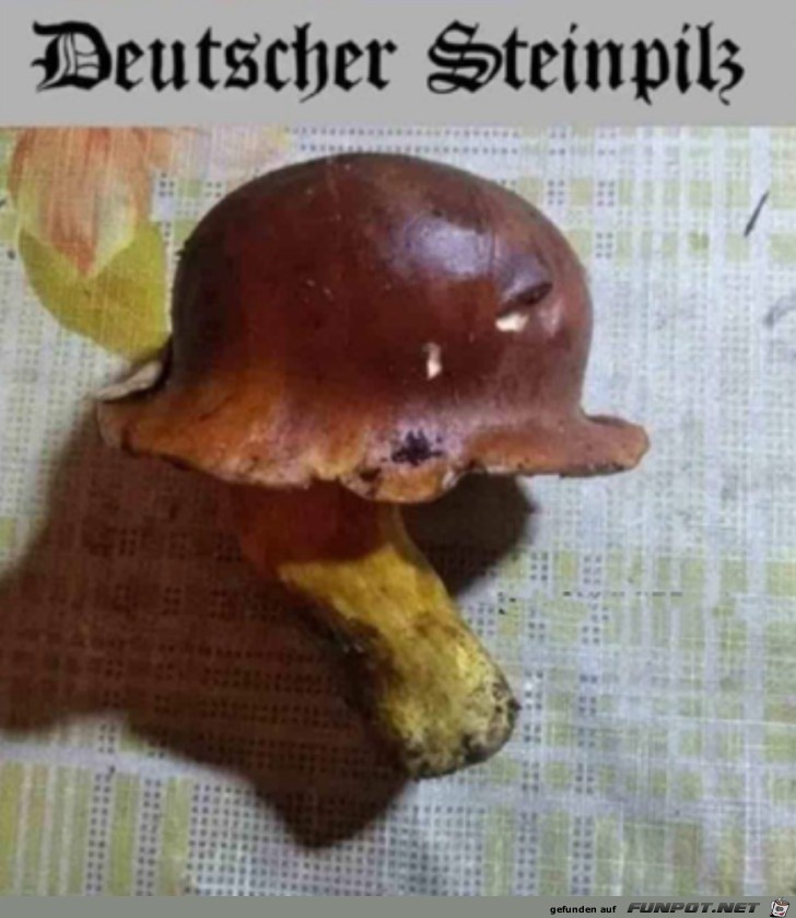 Ein Steinpilz