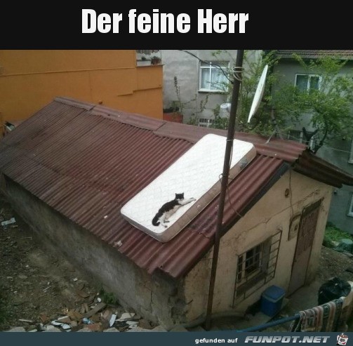 Der feine Herr