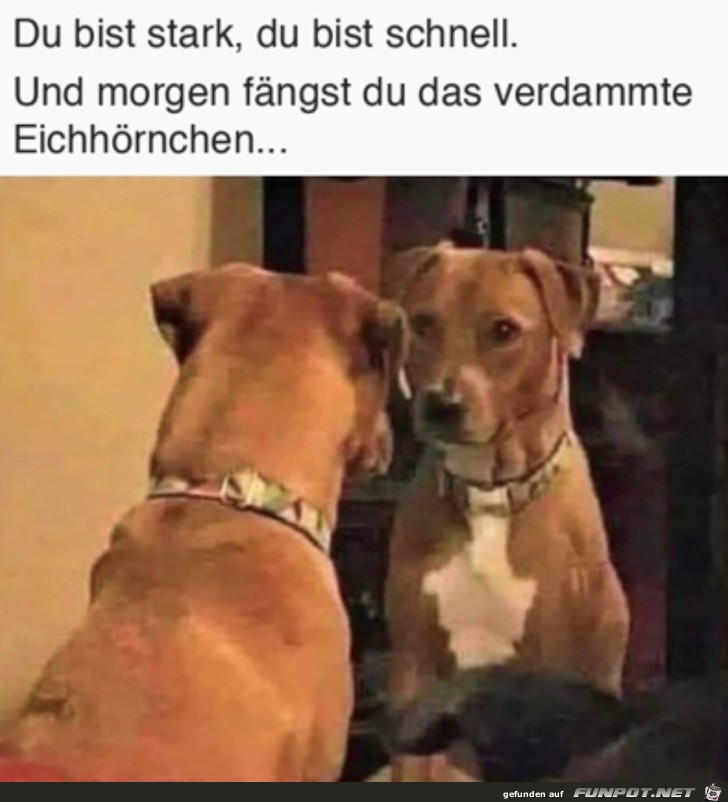 Du bist schnell