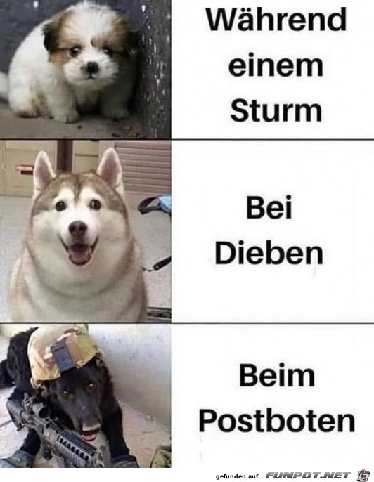 Hunde eben