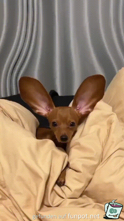 Riesen-Ohren