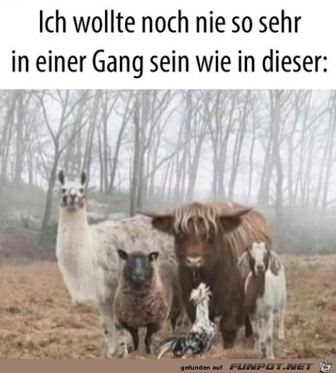 Tierische Gang