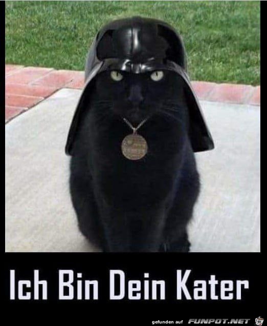 Ich bin dein Kater