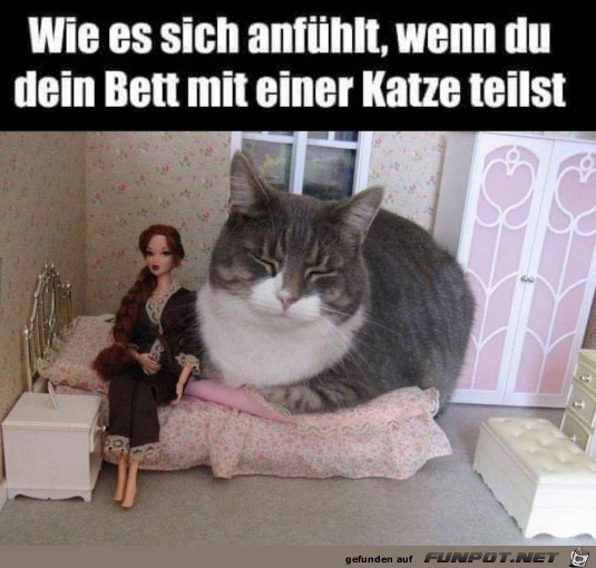 Katze braucht viel Platz