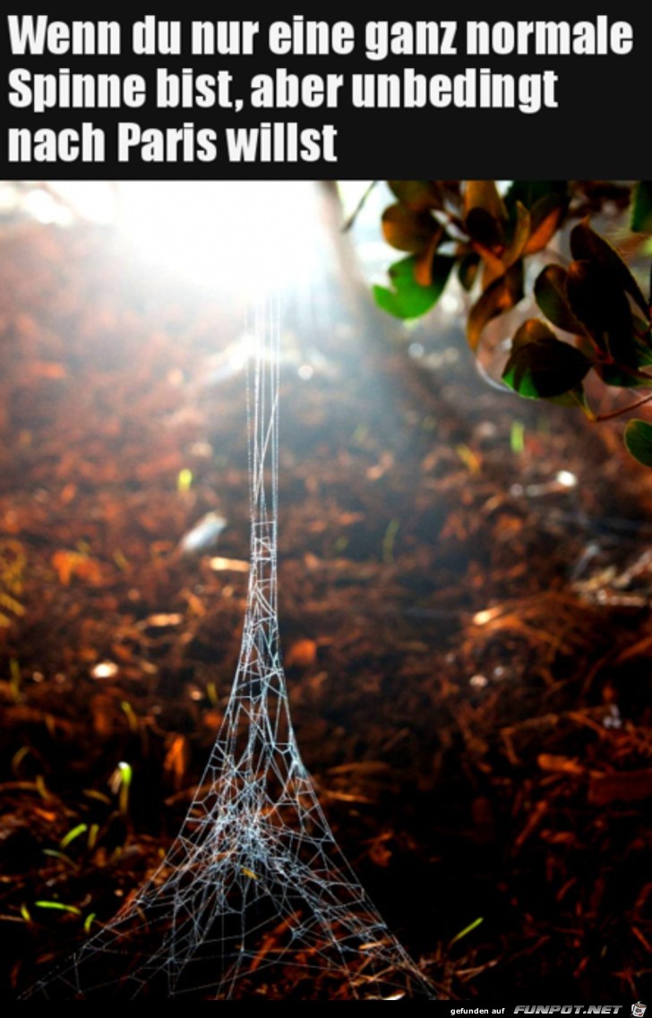 Spinnennetz im Eiffelturm-Design