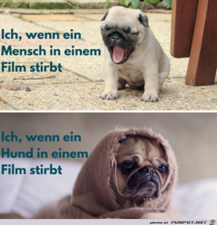 Der arme Hund im Film