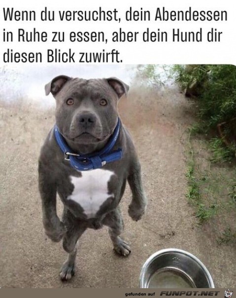 Hund hat auch Hunger