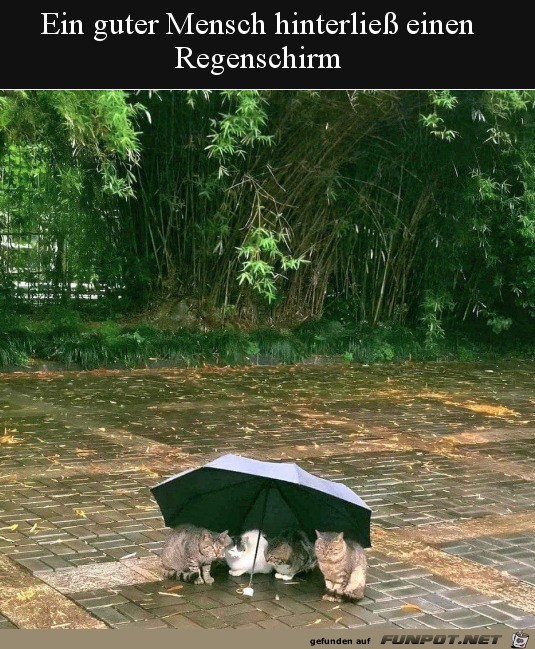 Schirm fr die Katzen