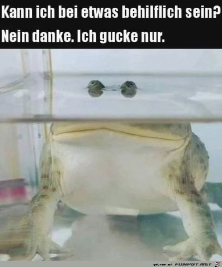 Ich gucke nur