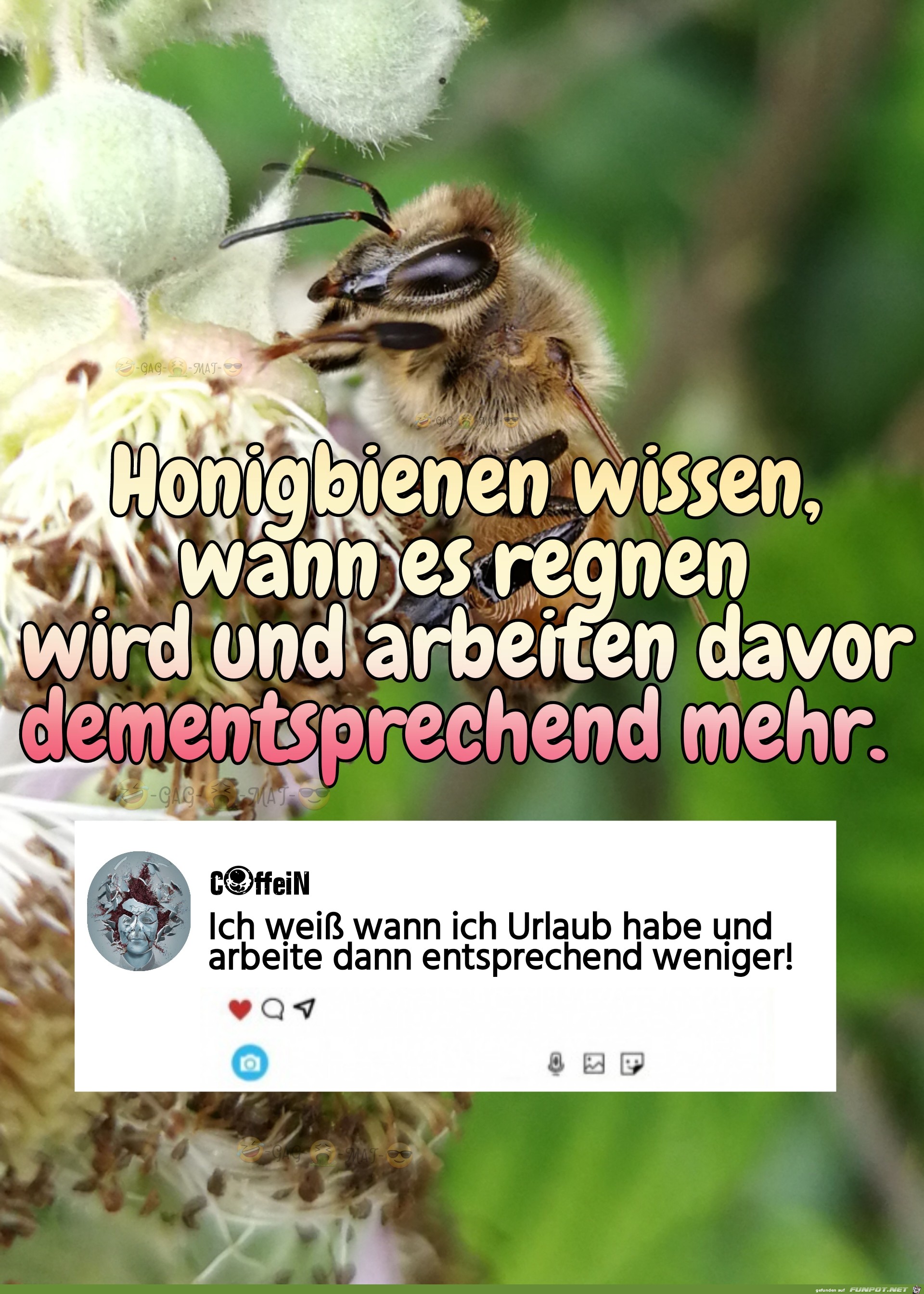 Honigbienen