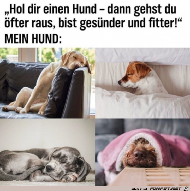 Mein Hund