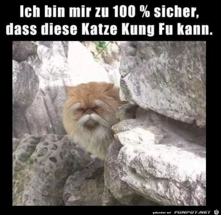 Diese Katze kann Kung Fu