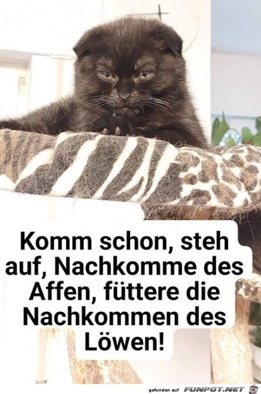 Nachkomme der Affen