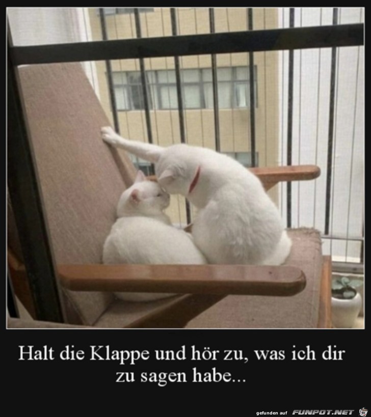 Witziges Bild 'Halt Jetzt Die Klappe' - FUNPOT