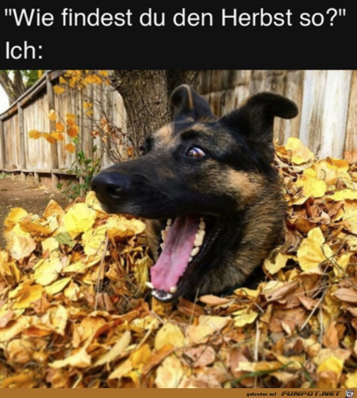 Wie findest du den Herbst?