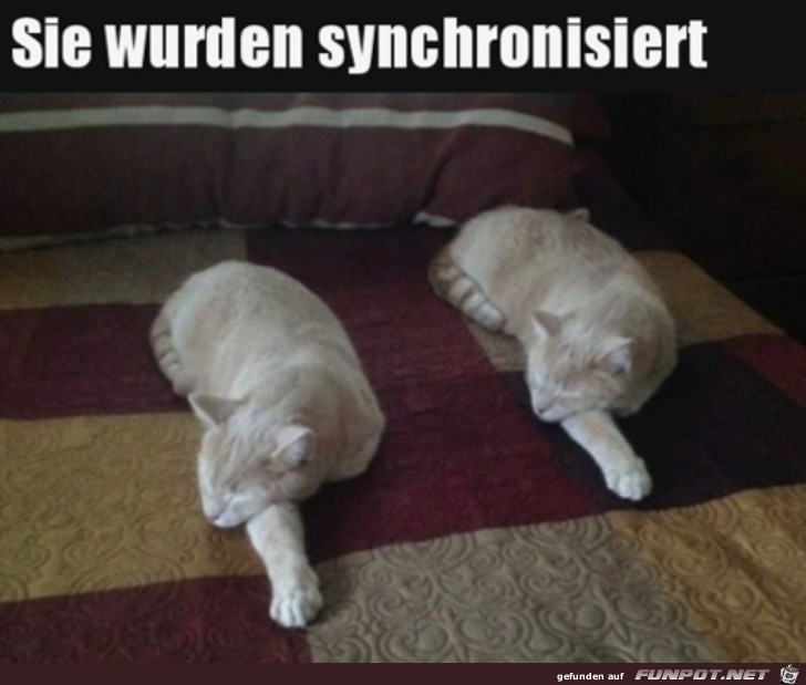 Synchronisierte Katzen