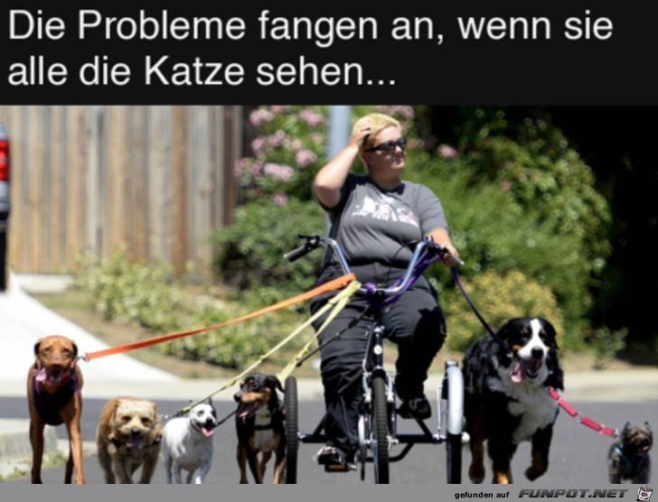 Hoffentlich kommt keine Katze