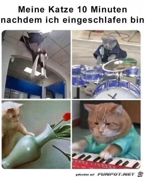 Meine Katze