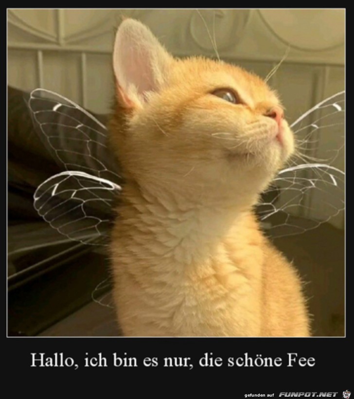 Schne Fee