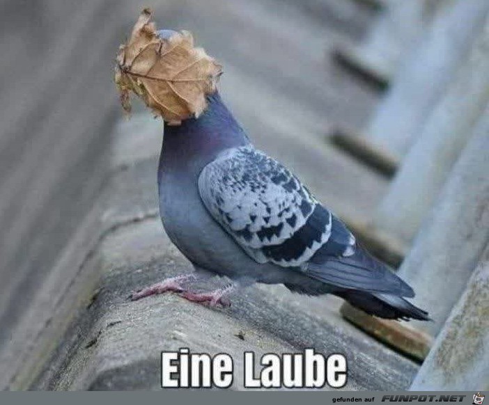 Eine Laube