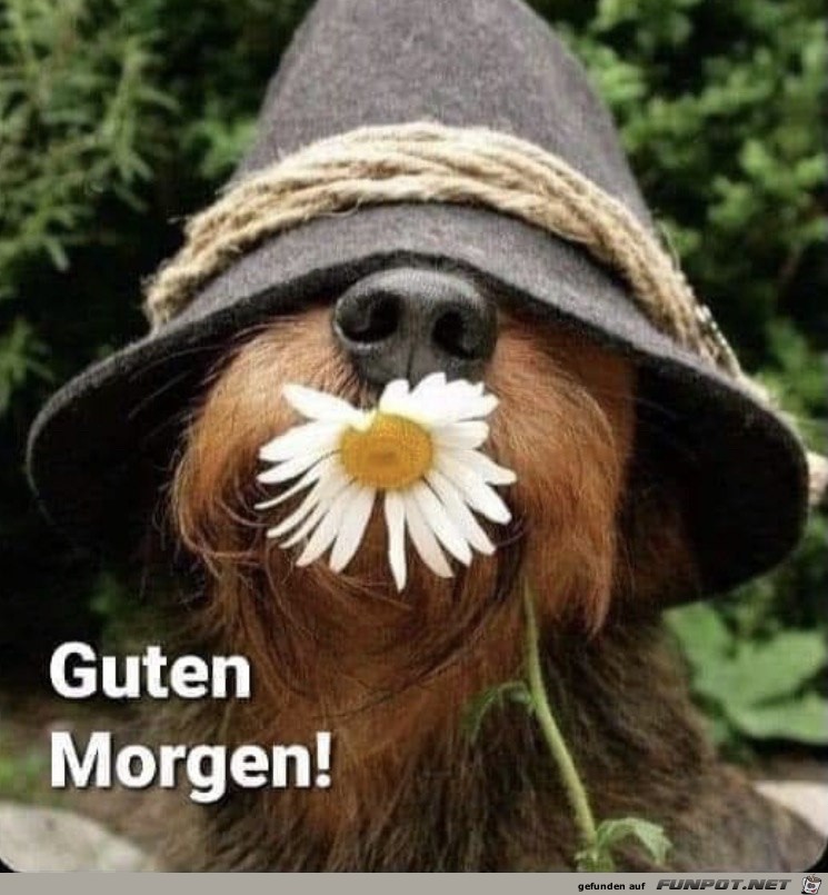 Guten Morgen