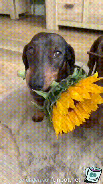 Dackel mit Blumen