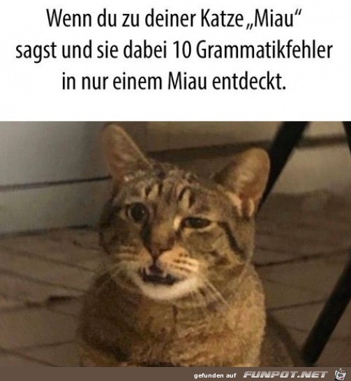 Falsches Miau