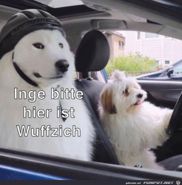 Hunde am Steuer