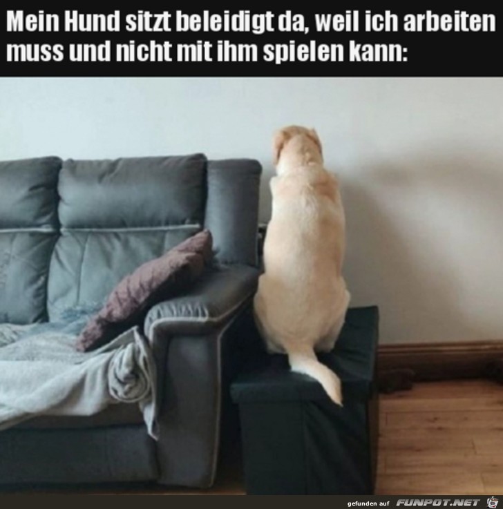 Hund ist beleidigt