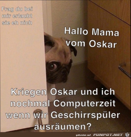 Hund soll fragen