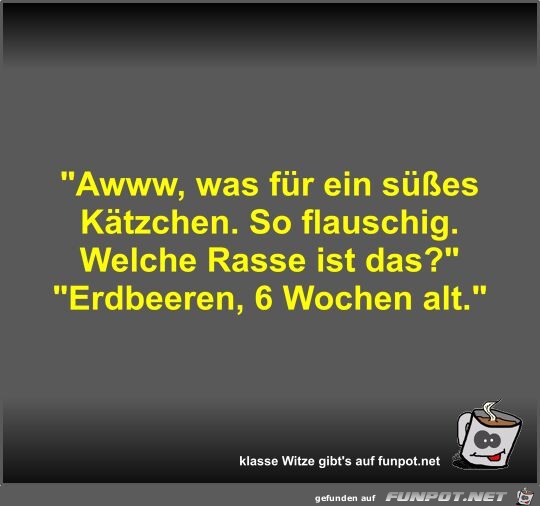 Awww, was für ein süßes Kätzchen Awww, was für ein süßes Kätzchen