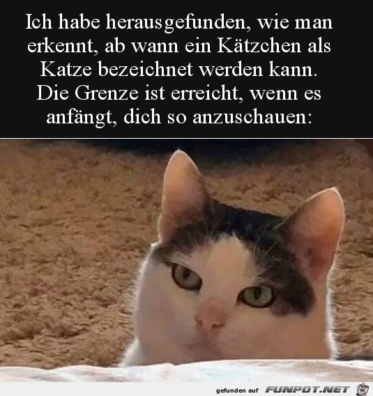 Kein Ktzchen mehr