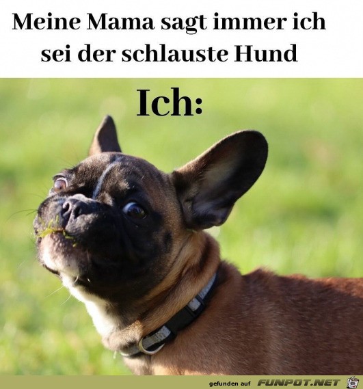 Der schlauste Hund