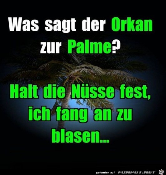 Was sagt der Orkan zur Palme?