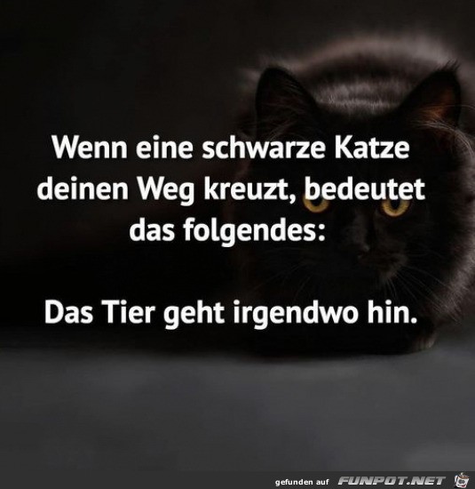 Eine schwarze Katze