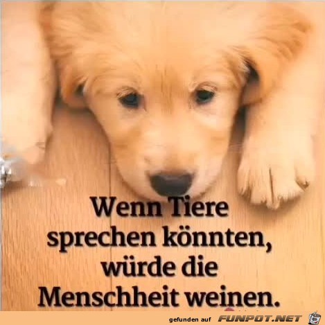 Wenn Tiere